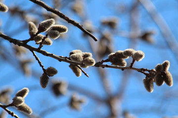 Spring