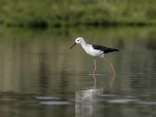 Black-winged Stilt Foraging on the Pond