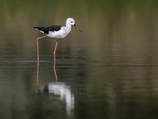 Black-winged Stilt Portrait