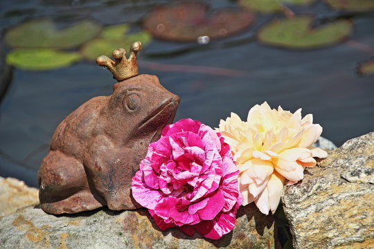 Froschk&ouml;nig am Teich mit Strauchrosen