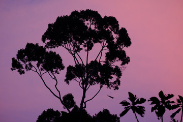 Red Giant Flying Squirrel jumping at dawn