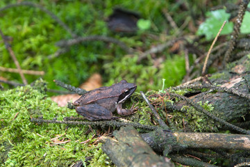 forest toad sitting on moss