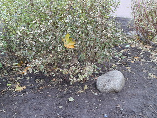 Obraz premium granite stones in the autumn city flowerbed