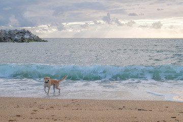 brown dog walks in ocean