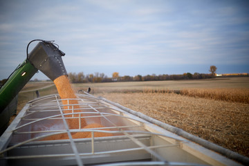 Fototapeta premium Combine harvester filling a waiting farm truck