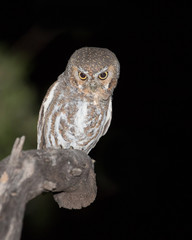 Elf Owl