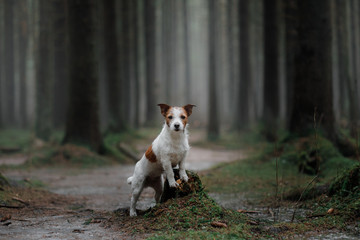 Dog Jack Russell Terrier in the woods