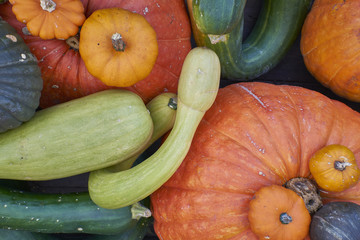 A colection of colourful autumn gourds, marrows and pumpkins