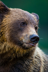 Orso grizzly della costa che pesca salmoni in Canada o Alaska