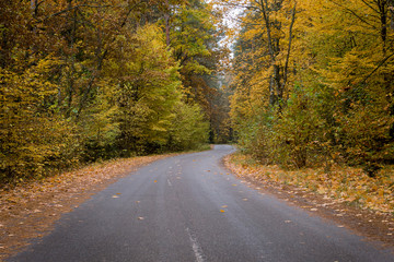 Naklejka na ściany i meble Road through autumn forest with golden foliage