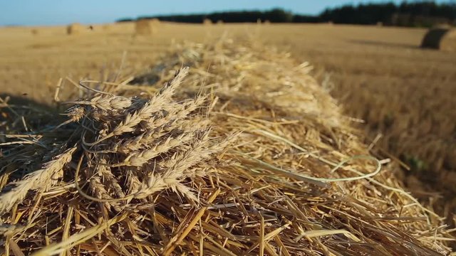 ears of wheat in a haystack closeup