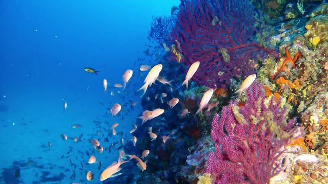 Marine life Scuba diving - School of anthias fishes and red gorgonian 