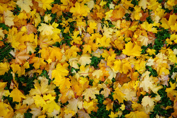 Fallen autumn maple leaves on the ground