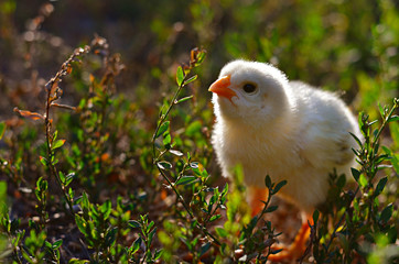 Little baby chicken on the green grass