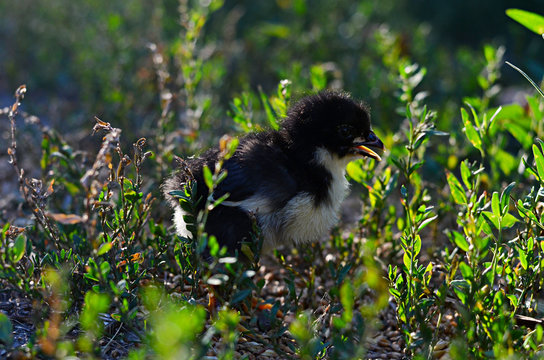 Little Baby Chicken On The Green Grass