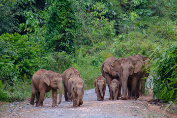 Bornean Pigmy Elephant 2 (Elephas maximus borneensis) in Deramakot, Malaysian Borneo, Sabah