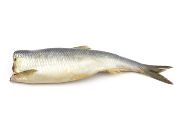 śledź © robert6666