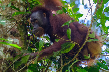 Bornean Orangutan 1 (Pongo pygmaeus) in Sabah, Malaysian Forest of Borneo