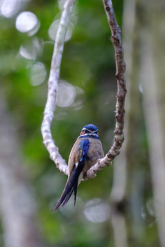 Whiskered Treeswift (Hemiprocne comata) in Sabah, Malaysian Borneo