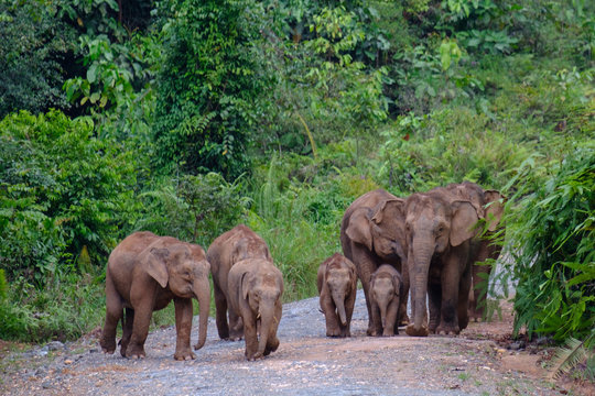 Fototapeta Bornean Pigmy Elephant 2 (Elephas maximus borneensis) in Deramakot, Malaysian Borneo, Sabah