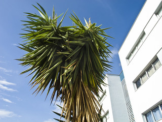 Fototapeta premium Yuccas