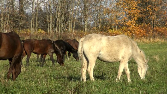 Herd of horses eating the grass on flower meadow on a Sunny day. Perfect pet the horse on pasture. Farm animals - a symbol of rural life on a ranch.