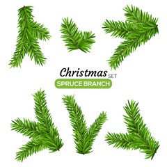 Set of fir branches. Christmas tree or pine branch vector evergreen illustration. Fir isolated holiday decoration