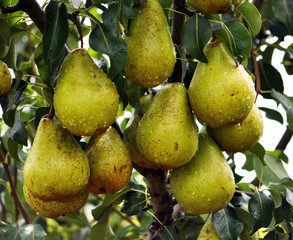 Pears on a branch of a tree