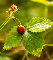 herb, summer, forest, strawberries, nature, plant, flower, vegetation, macro, red