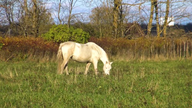 White horse eating grass on flower meadow on a Sunny day. Perfect pet the horse on pasture. Farm animals - a symbol of rural life on a ranch.