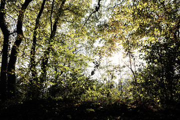 Wald Stimmung