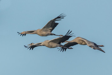 kranichtrio in der luft