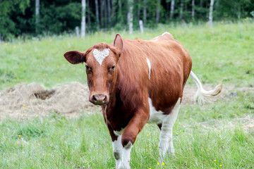 Naklejka na ściany i meble brown cow in green farmland at countryside