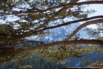 snow-capped mountain behind pine branches