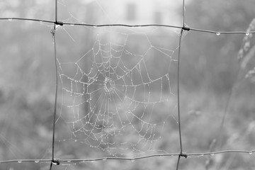 Morning dewed spider web