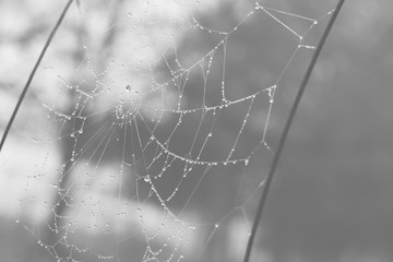 Morning dewed spider web