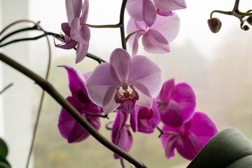 Obraz na płótnie Canvas Orchid flowers. Slovakia