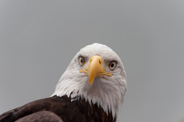 Aquila di mare testabianca