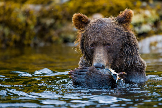 Orso bruno dell'Alaska e del Canada, orso grizzly