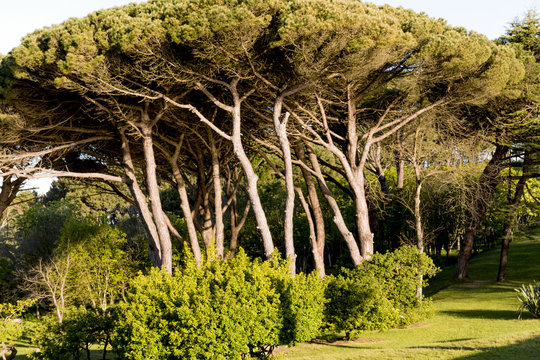 Pinos albar en la peninsula de la magdalena