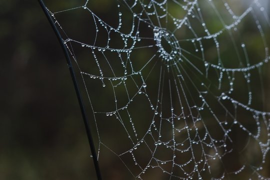 Morning dewed spider web