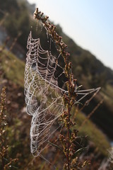 Morning in the village, dew and cobwebs