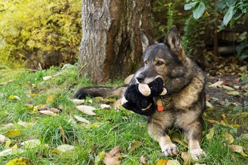 German Shepherd dog playing. Slovakia