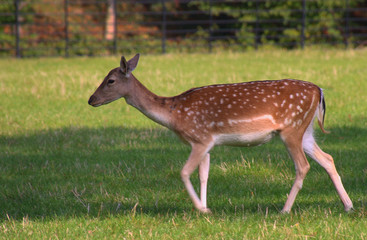 Fallow Deer