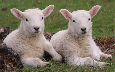 Fototapeta premium A pair of Lambs