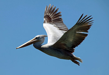 Pelican flying 