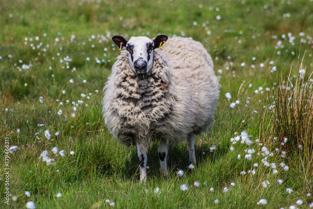 Poster sheep on moorland