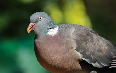 wood pigeon