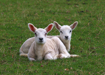 Fototapeta premium A pair of Lambs