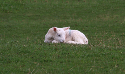 Sleeping Lamb in a field